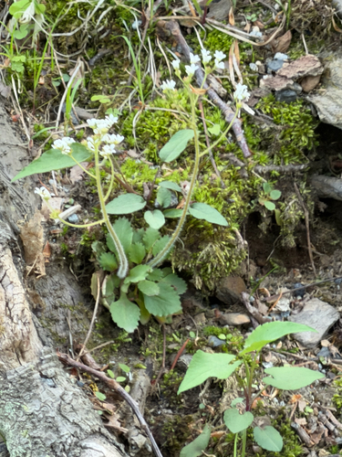 Virginia Saxifrage
