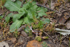 Petrosedum amplexicaule