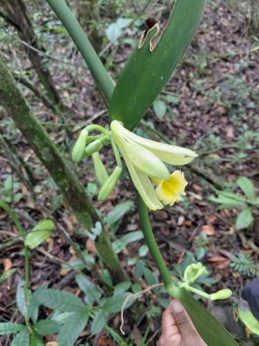 Vanilla pompona