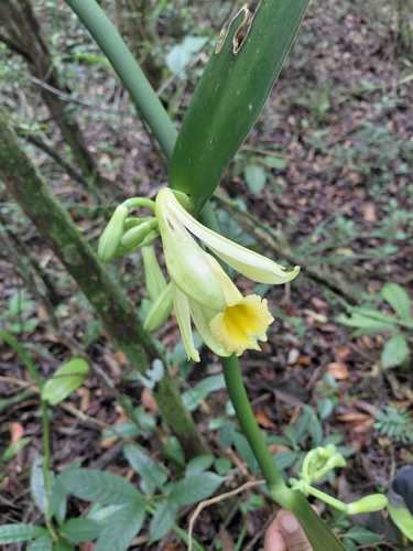 Vanilla pompona, photograph 2