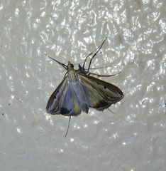 Euclasta maceratalis