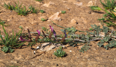 Astragalus sanctus
