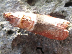 Calguia defiguralis