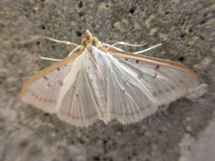 Palpita nigropunctalis