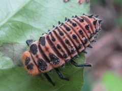 Aiolocaria hexaspilota