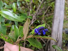 Salvia corrugata