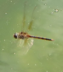 Brachymesia