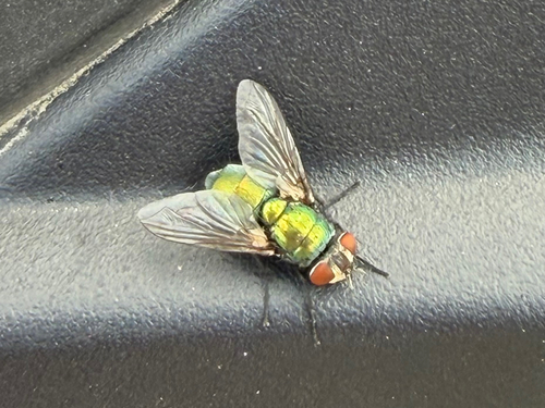 Common European Greenbottle Fly