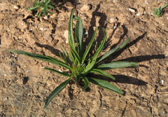 Gymnarrhena micrantha