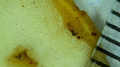 Flabellophora