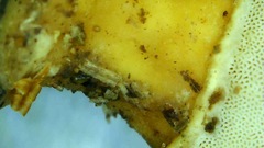 Flabellophora