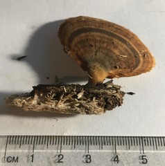 Flabellophora
