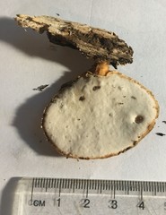 Flabellophora