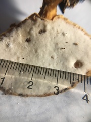 Flabellophora