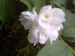 Philadelphus × virginalis