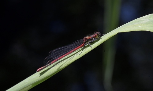 Frühe Adonislibelle