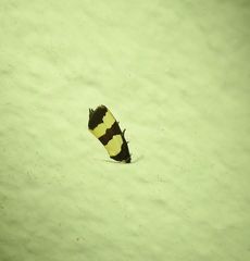 Micrapatetis orthozona