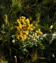 Achillea tenuifolia