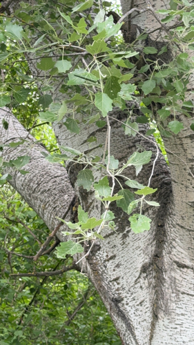white poplar