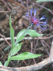 Centaurea stricta