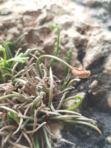 Asplenium seelosii, 2026-05-08