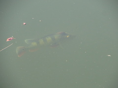 Cichla ocellaris