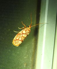 Lactura erythractis