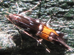 Cosmopterix fulminella