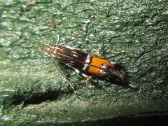 Cosmopterix fulminella