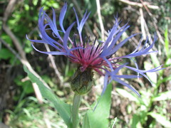 Centaurea stricta