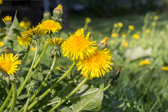 Taraxacum officinale