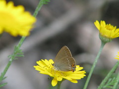 Satyrium acaciae