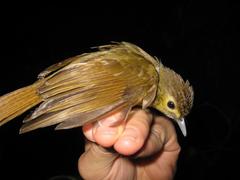 Tricholestes criniger