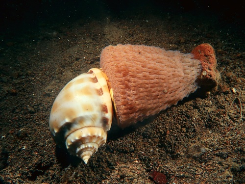 Phalium bandatum