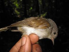 Alcippe brunneicauda