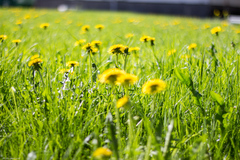 Taraxacum officinale