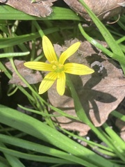 author not stated, no rights reserved Gagea granulosa, photograph author not stated, no rights reserved
