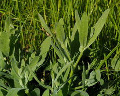 Centaurea ascalonica