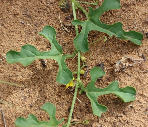 Cucumis myriocarpus, photograph 2