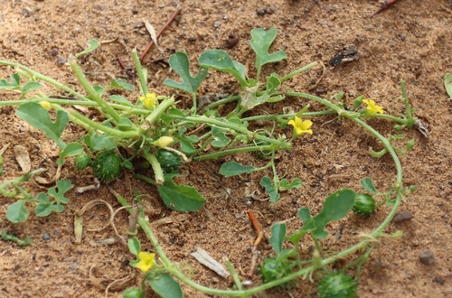 Cucumis myriocarpus, photograph 4