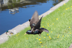 Sturnus vulgaris