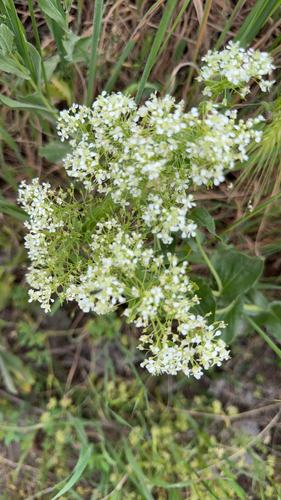 Heart-podded Hoary Cress