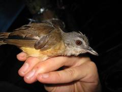 Malacocincla sepiaria