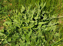 Centaurea ascalonica
