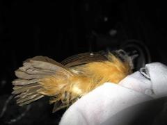 Malacocincla sepiaria