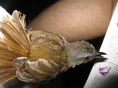 Malacocincla sepiaria