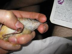 Malacocincla sepiaria