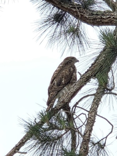 Red-tailed Hawk