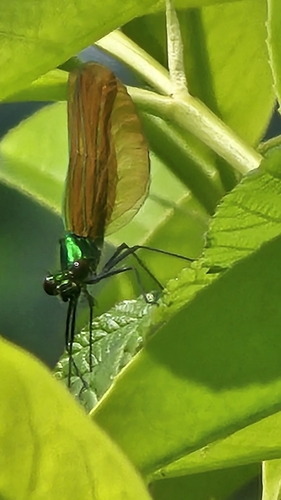 Beautiful Demoiselle