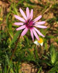 Pseudopodospermum papposum